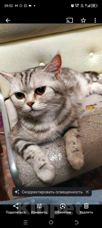 Кошки в Ульяновске: В очень добрые руки любимую кошечку Девочка, Бесплатно - фото 1