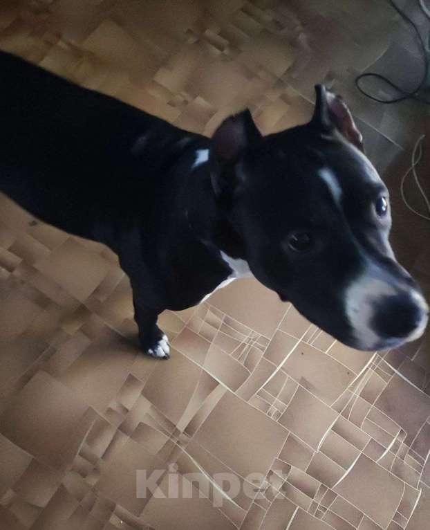 Собаки в Омске: Срочно продам собаку Девочка, 3 900 руб. - фото 3