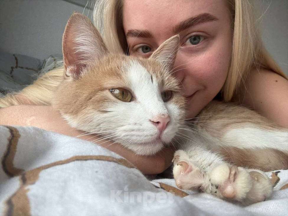 Кошки в Москве: Кот Пельмень ищет дом Мальчик, Бесплатно - фото 10