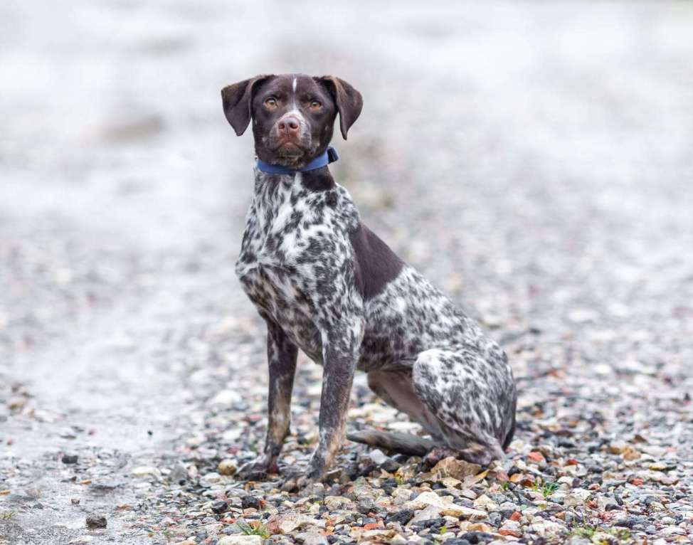 Собаки в других городах Московской области: Осетинка в добрые руки Девочка, Бесплатно - фото 8