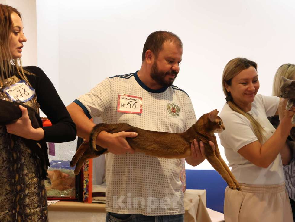 Кошки в Красноярске: КОТ ПРОДАЖА В РАЗВЕДЕНИЕ  Мальчик, 200 000 руб. - фото 1