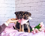 Собаки в Химках: Нюша и Плюша 🎀🎀 Девочка, Бесплатно - фото 6