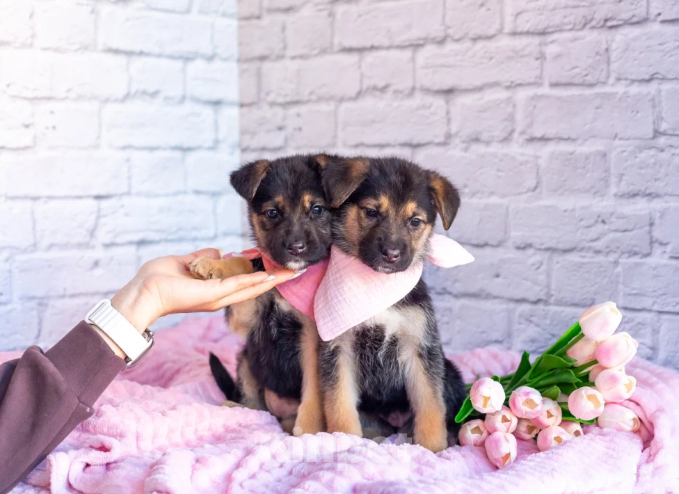 Собаки в Химках: Нюша и Плюша 🎀🎀 Девочка, Бесплатно - фото 6