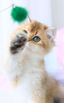 Объявление: Длинношерстный британский котенок, 80 000 руб., Владивосток