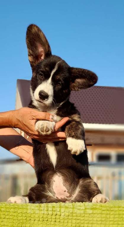 Собаки в Перми: Вельш корги кардиган Девочка, 65 000 руб. - фото 3