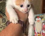 Кошки в Москве: Крохотный котенок ищет семью Мальчик, Бесплатно - фото 4