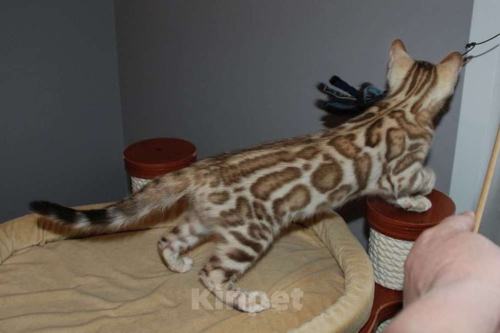 Кошки в Москве: Бенгальский котик Мальчик, 60 000 руб. - фото 4