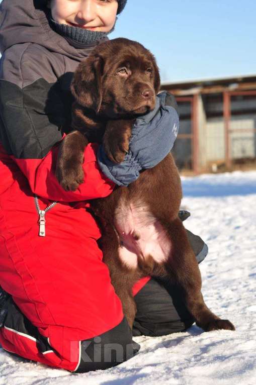 Собаки в Задонске: Щенок Лабрадор  Мальчик, 70 000 руб. - фото 3