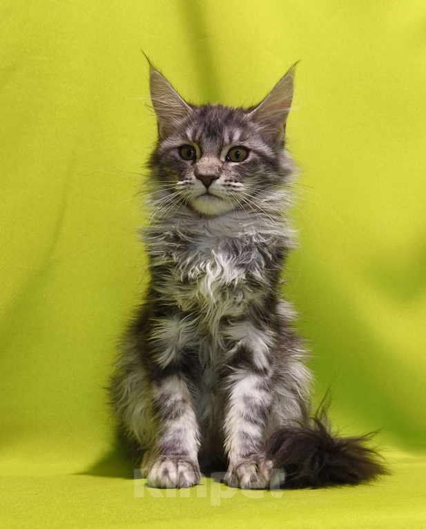 Кошки в Москве: Котенок Мейн-Кун Девочка Девочка, 47 000 руб. - фото 4