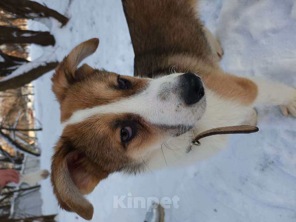 Собаки в Лосином-Петровском: Валдай якутенок прирожденный охранник Мальчик, Бесплатно - фото 10