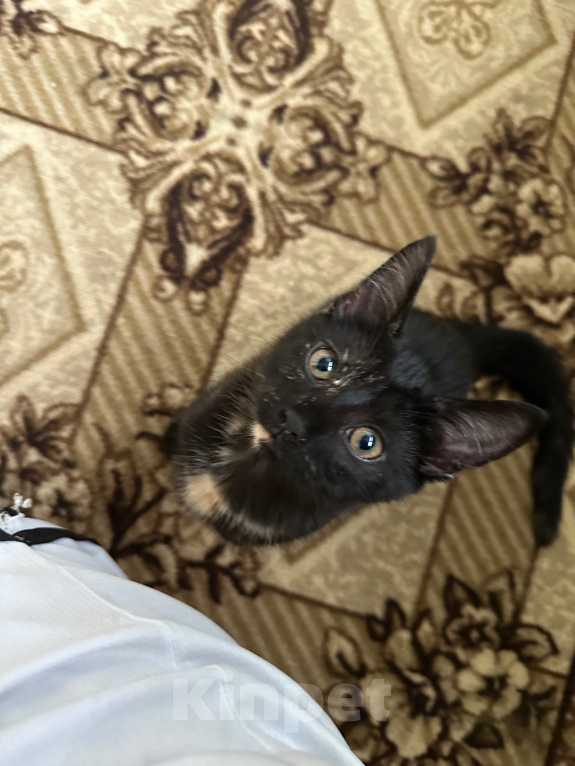 Кошки в Санкт-Петербурге: котенок в добрые руки Девочка, Бесплатно - фото 2
