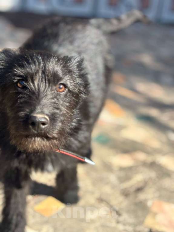 Собаки в Москве: Щенок 4 месяца Ламба в добрые руки Девочка, Бесплатно - фото 3