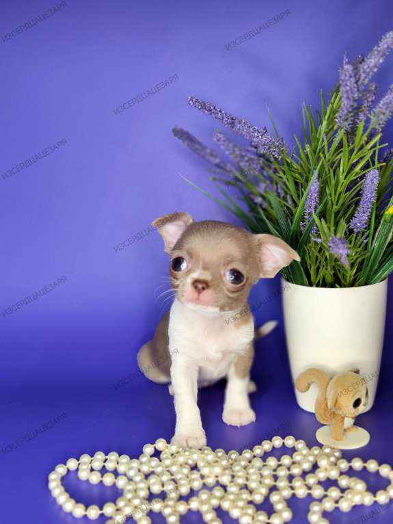 Собаки в Москве: Мини девочка чихуахуа  Девочка, Бесплатно - фото 3