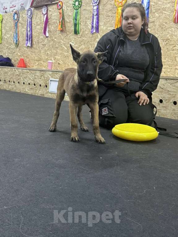 Собаки в других городах Московской области: Парнишка малинуа Мальчик, 60 000 руб. - фото 4