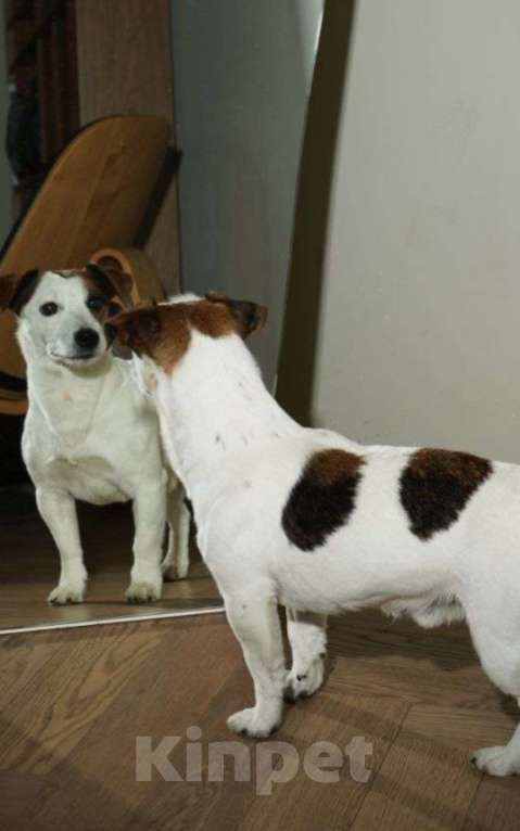 Собаки в Балашихе: Вязка Джек Рассел терьер Мальчик, Бесплатно - фото 1