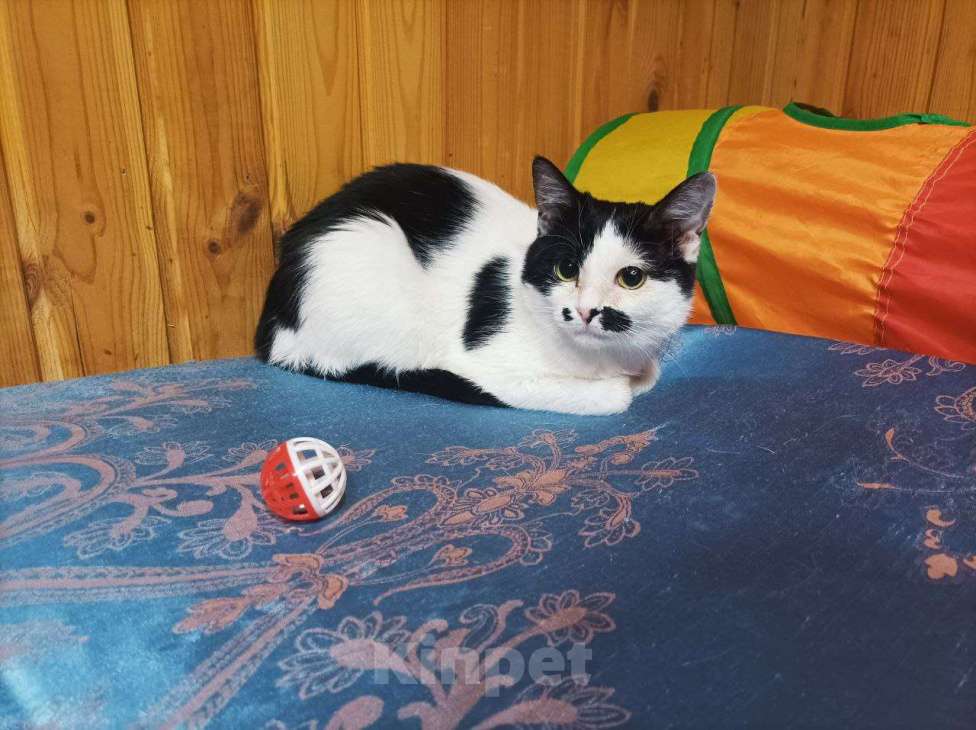 Кошки в Москве: Отдаю кошечку бесплатно Девочка, Бесплатно - фото 5