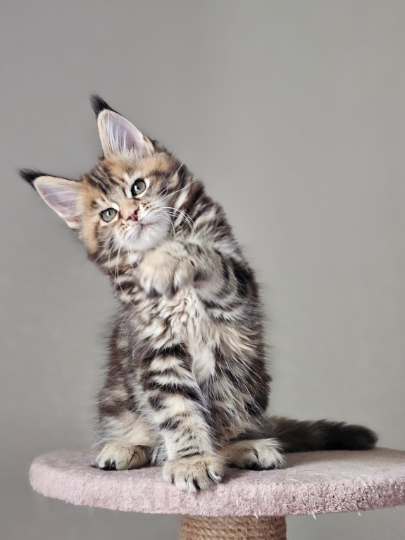 Кошки в Домодедово: Девочка мейн-кун Девочка, 50 000 руб. - фото 5