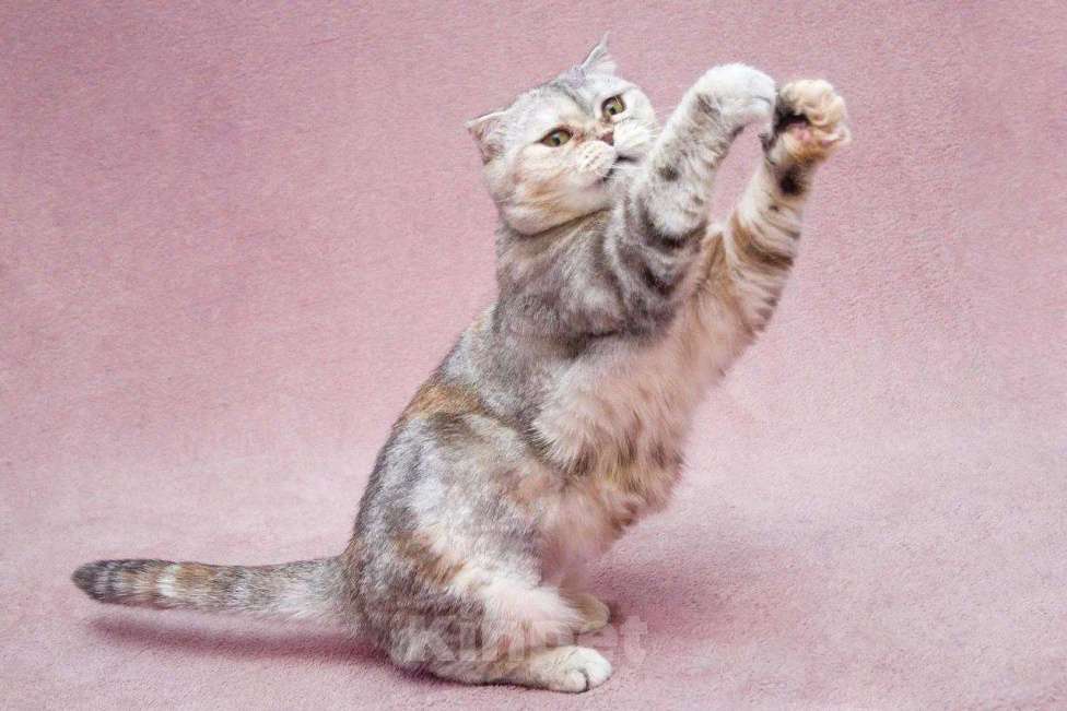 Кошки в Москве: Уютная плюшевая кошечка Эмма в добрые руки Девочка, Бесплатно - фото 4