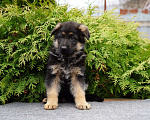 Собаки в Москве: Немецкая овчарка щенок мальчик стандарт Мальчик, 50 000 руб. - фото 3