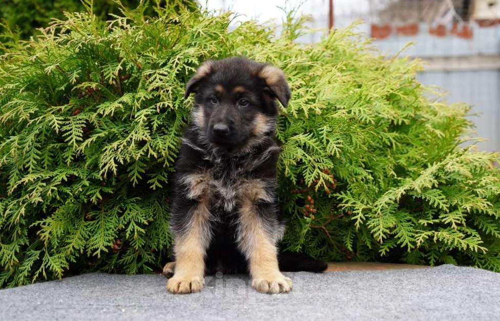 Собаки в Москве: Немецкая овчарка щенок мальчик стандарт Мальчик, 50 000 руб. - фото 3