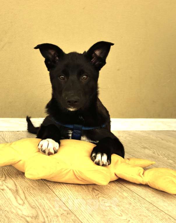 Собаки в Москве: Щенок бесплатно в Москве Мальчик, Бесплатно - фото 6