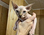 Кошки в Москве: Топовая девочка канадского сфинкса  Девочка, 45 000 руб. - фото 2