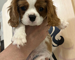 Собаки в Москве: Кавалер Кинг Чарльз спаниель щенок Мальчик, 70 000 руб. - фото 8