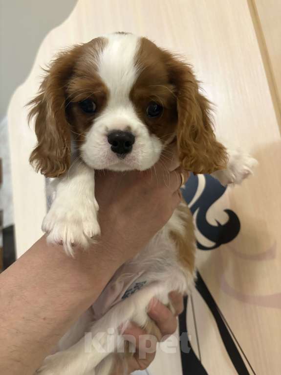 Собаки в Москве: Кавалер Кинг Чарльз спаниель щенок Мальчик, 70 000 руб. - фото 8