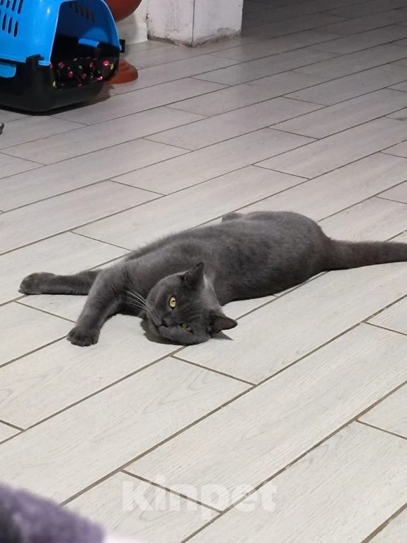 Кошки в Екатеринбурге: Отдам в добрые руки единственным питомцем в семье Девочка, Бесплатно - фото 3