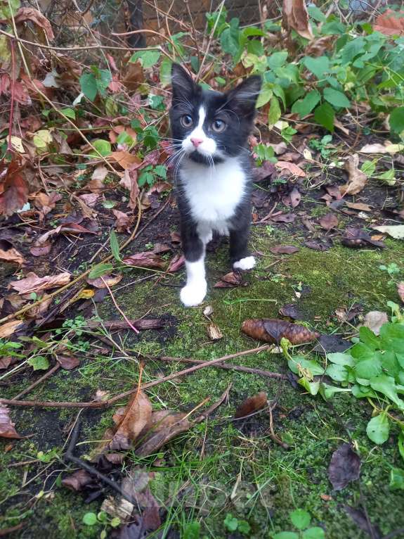 Кошки в Москве: Отдам с доплатой кастрированного кота 1.3 года, срочно, переезд. Мальчик, Бесплатно - фото 2