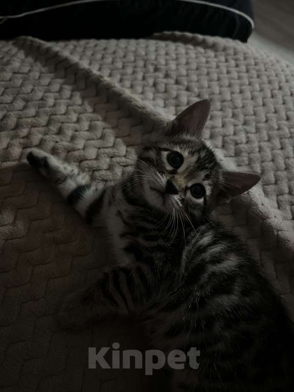 Кошки в Казани: Бенгальский котенок Девочка, 15 000 руб. - фото 1