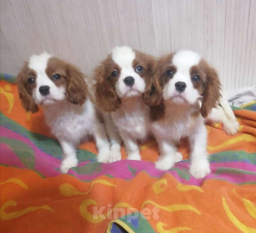 Собаки в Москве: Кавалер Кинг Чарльз 3,5 мес щенки. Девочка, 70 000 руб. - фото 4