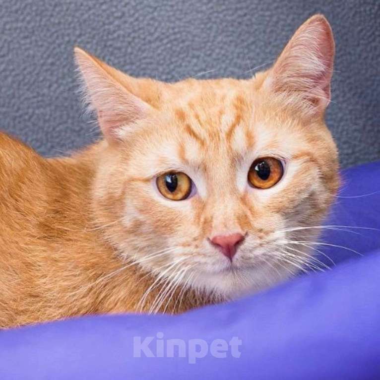 Кошки в Москве: Спустя практически год после спасения котика Чарли так никто и не смог полюбить Мальчик, Бесплатно - фото 3