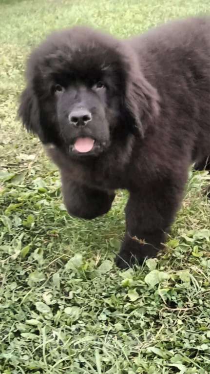 Собаки в Смоленске: Ньюфаундленд щенки Мальчик, 50 000 руб. - фото 3