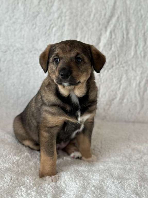 Собаки в Москве: Щенки от маленькой белой собачки в дар Девочка, 1 руб. - фото 4