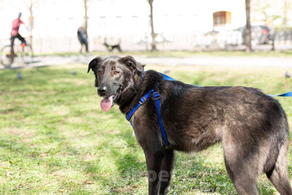 Собаки в Москве: Мишка, последний щенок из помета Мальчик, Бесплатно - фото 5