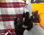 Кошки в Фрязино: Котенок Бегемот ищет дом. Мальчик, Бесплатно - фото 10