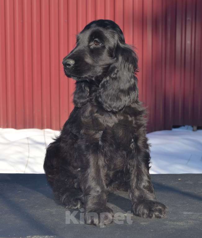 Собаки в Зеленограде: Английский кокер спаниель щенки Девочка, 50 000 руб. - фото 3