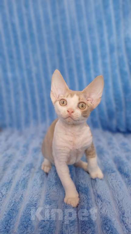 Кошки в Нижнекамске: Котенок девон рекс Мальчик, 45 000 руб. - фото 5