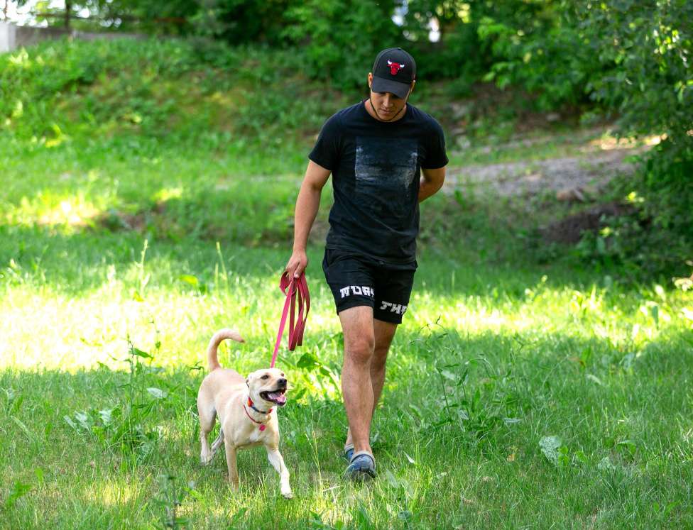 Собаки в Балашихе: Лада собака мечта, отличное поведение дома и на улице. Девочка, Бесплатно - фото 7