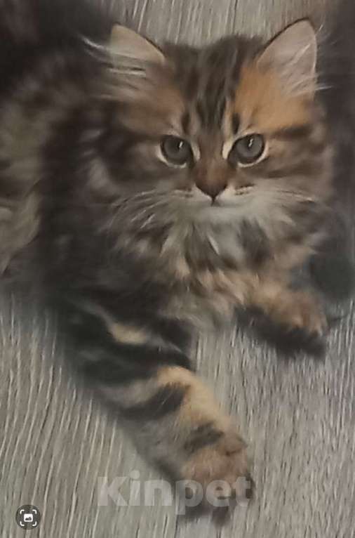 Кошки в Балашихе: Готовы к переезду в ответственную семью Мальчик, 10 000 руб. - фото 2