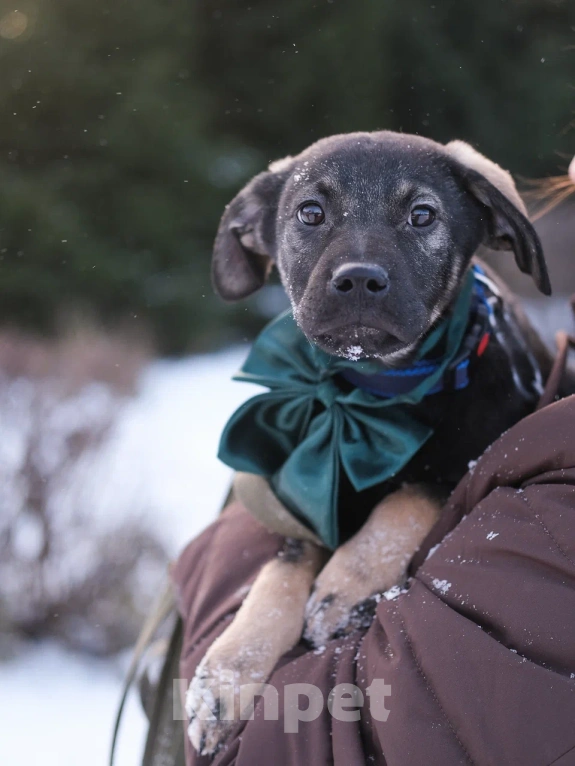 Собаки в Москве: Щенок в добрые руки Мальчик, Бесплатно - фото 1