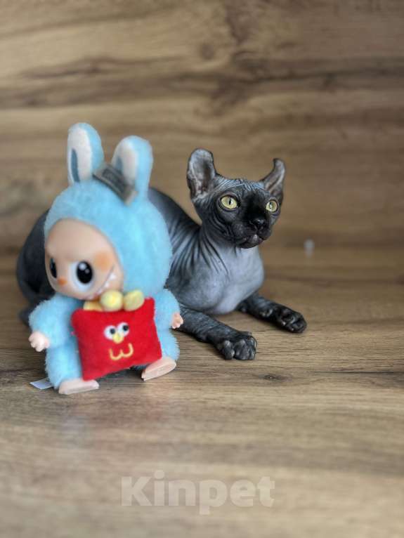 Кошки в Москве: Канадский сфинкс Эльф Девочка, 20 000 руб. - фото 4