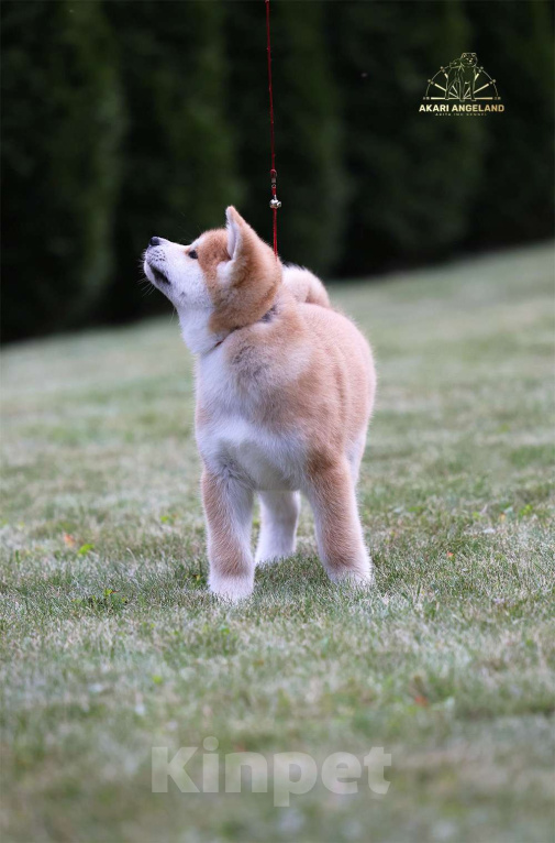 Собаки в Москве: Шикарный мальчик Акита-ину Мальчик, Бесплатно - фото 3