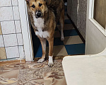 Собаки в Кременке: Это жизнь  Мальчик, 1 руб. - фото 1