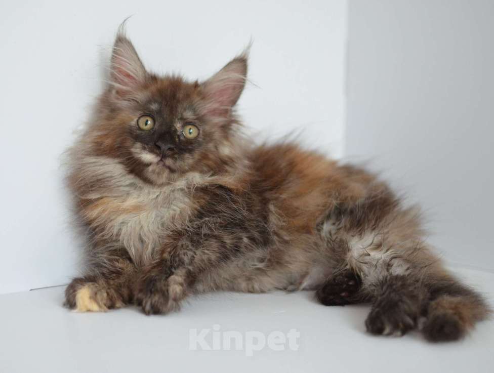 Кошки в Новосибирске: Мейн-кун котёнок  Девочка, 30 000 руб. - фото 1