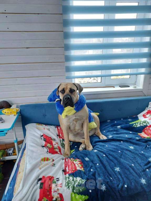 Собаки в других городах Московской области: Срочно в добрые руки ❗ Девочка, Бесплатно - фото 2