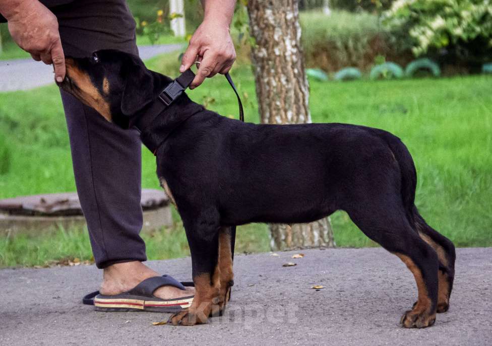 Собаки в Смоленске: Звезда Давида Броня Девочка, 120 000 руб. - фото 4