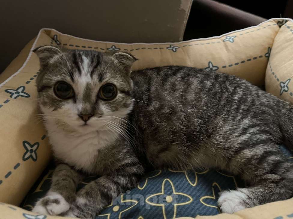 Кошки в Кемерово: Отдам котенка в добрые руки Мальчик, Бесплатно - фото 3