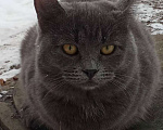 Кошки в Москве: Ищет дом чудесная кошка Пуша Девочка, Бесплатно - фото 2